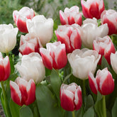 Mélange van tulpen Red snow (x10) - Willemse