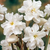Narcissen Albus plenus (x10) - Willemse