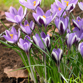Crocussen Spring Beauty (x10) - Willemse