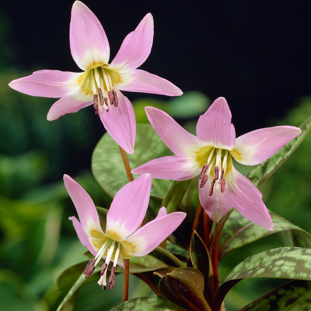 Erythronium Purple King* - Willemse