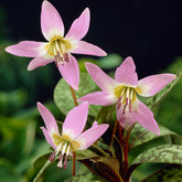 Erythronium Purple King* - Willemse