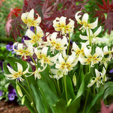 Erythronium Witte schoonheid - Willemse