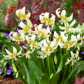 Erythronium Witte schoonheid - Willemse
