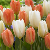 Mélange van tulpen Stockholm - Willemse