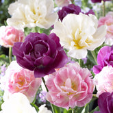 Mélange van tulpen Sensation - Willemse
