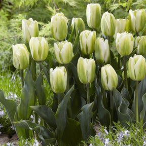 Tulpen Triomphe Green Spirit - Willemse