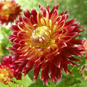 Dahlia Akita - Willemse