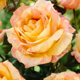 Roos 'André Willemse' - Willemse