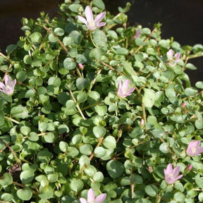Delicate mossel - Anagallis tenella