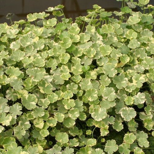 Variegata waterschaal - Hydrocotyle sibthorpioides 'Variegata' - Willemse