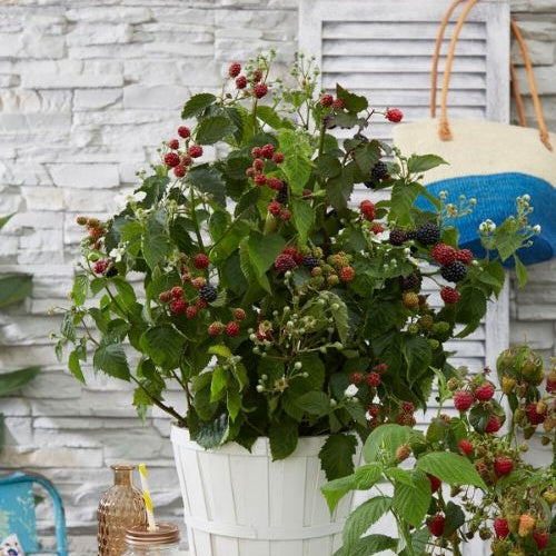 Dwergbraam Rubus 'Little Black Prince' Zwart - Bio - Winterhard - Rubus fruticosus 'Little Black Prince'