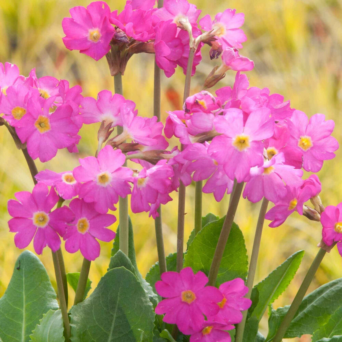 Roze sleutelbloem - Willemse