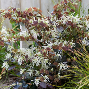 Heksenstruik 'Ruby Snow' - Loropetalum chinense 'iwai' ruby snow - Sierheesters