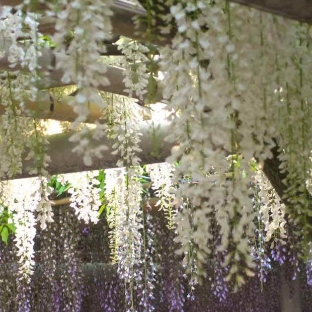 Witte regen 'Alba'- op stam - Wisteria sinensis alba - Willemse