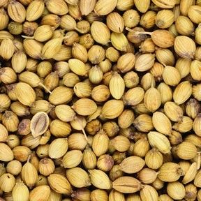 Korianderzaden - Willemse