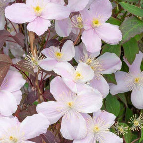Verkoop Collectie uitbundig bloeiende klimplanten (x3)