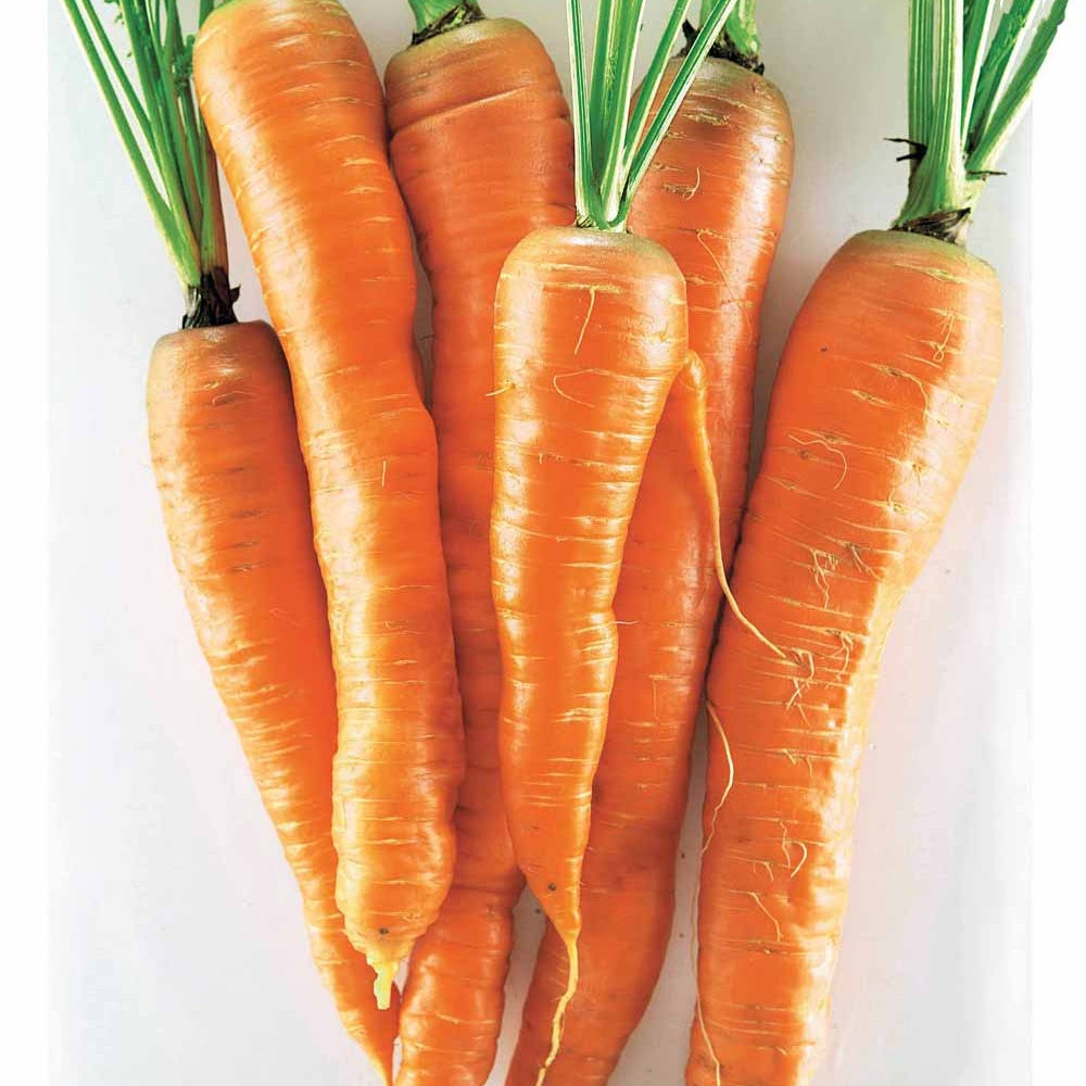 Wortel 'Géante de Tilques' - Willemse