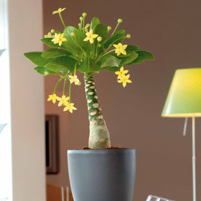 Hawaii palm - Brighamia insignis kirsten - Willemse