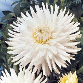 Dahlia White Happiness - Dahlia 'White Happiness' (x3) - Dahlia 
