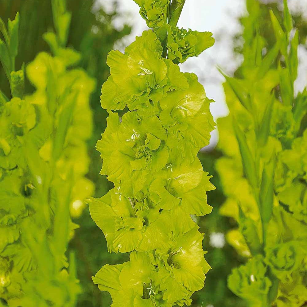 Gladiolen - Gladiool Dingadong (x25) - Gladiolus Dingadong