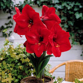 Amaryllis 'Valencia' - Willemse