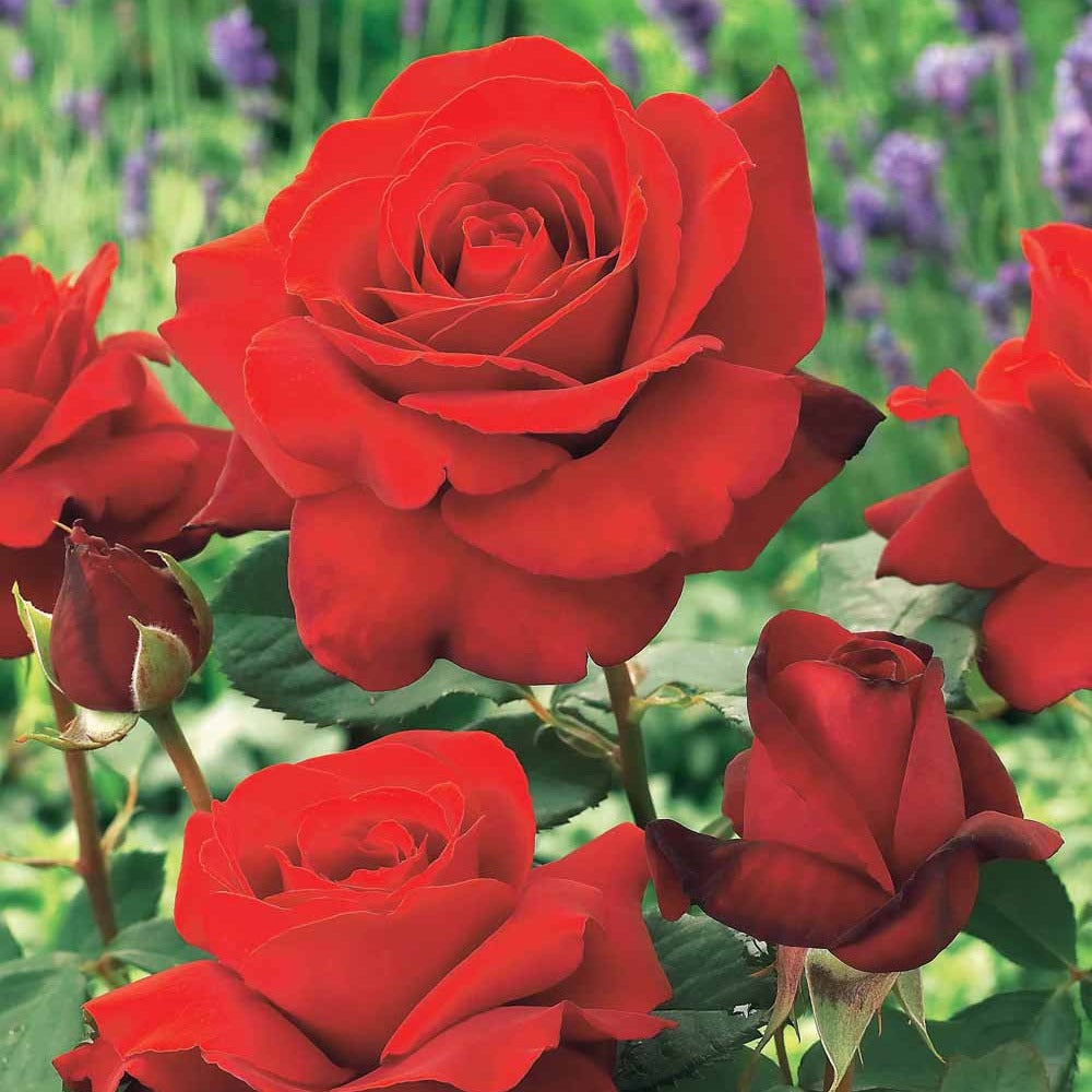 Rosa la magie du parfum - Geurende roos 'Duftzauber 84' - Rozen - Naakte wortels