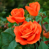 Roos 'Orange Supreme' - Willemse