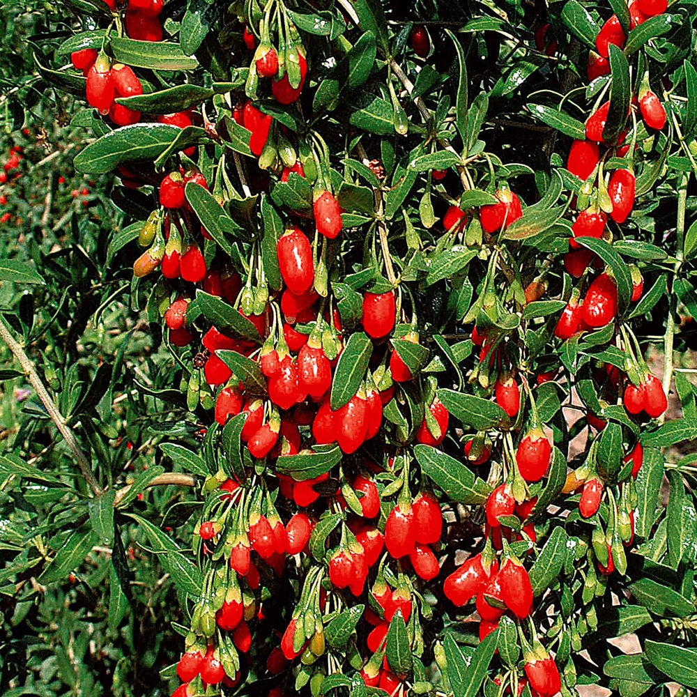 Verkoop Goji bes - Lycium barbarum