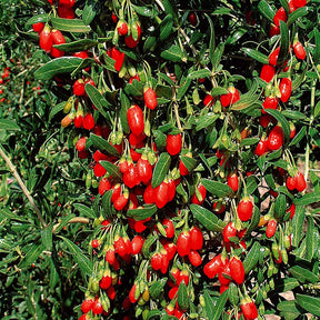 Verkoop Goji bes - Lycium barbarum