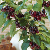 Zoete kers 'Karina' - Prunus avium Karina - Willemse
