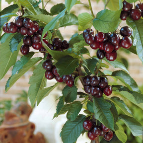 Zoete kers 'Karina' - Prunus avium Karina - Willemse