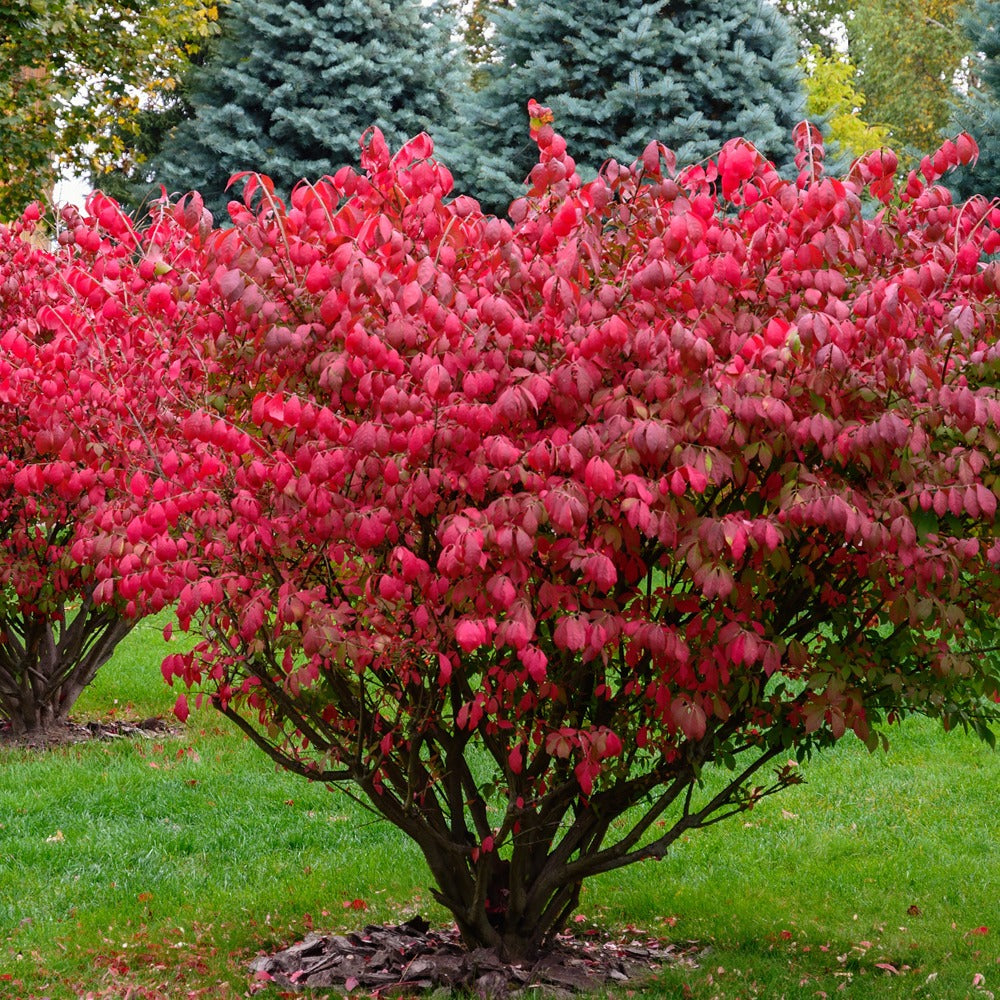 Euonymus alatus - Alatus Kardinaalsmuts - Heesters