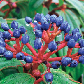 Viburnum davidii - Sneeuwbal Davidii - Sneeuwbal (Viburnum)