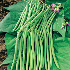 Prinsessenboon 'Mascaret' - Willemse