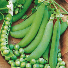 Peulvruchtenzaden - Erwt 'Petit Provençal' - Pisum sativum petit provençal