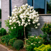 Viburnum eskimo - Sneeuwbal 'Eskimo' - op stam - Heesters