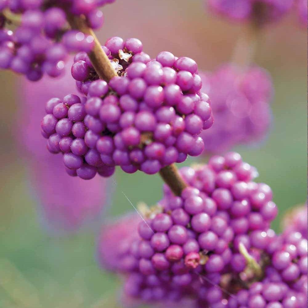 Callicarpa bodinieri Profusion - Schoonvrucht 'Profusion' - Heesters