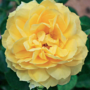 Eilandroos Bahama ® Intercomham - Willemse