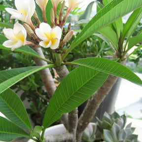 Frangipani - Plumeria alba - Willemse