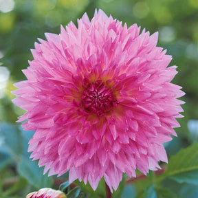 Verkoop Dahlia 'Sakura Fubuki' (x3) - Dahlia sakura fubuki