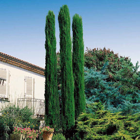 Italiaanse Cipres - Cupressus sempervirens Totem - Willemse
