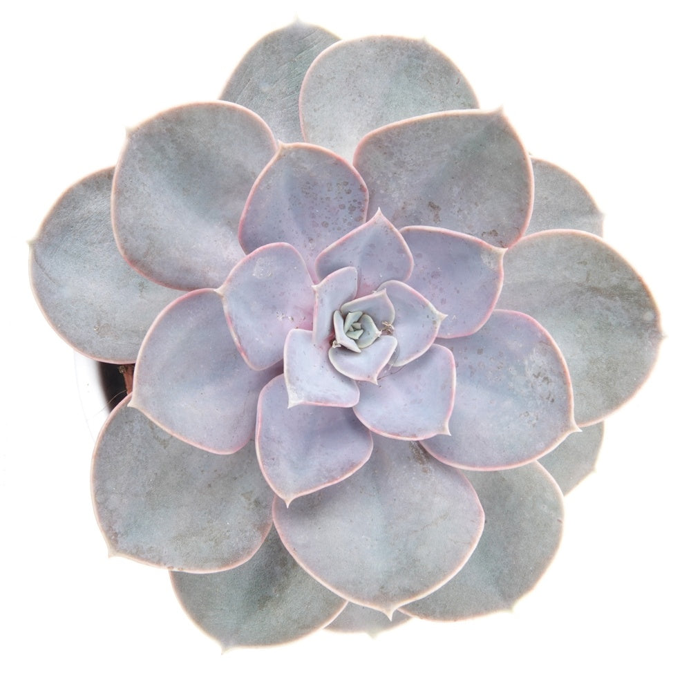 Echeveria Pearl Von Nuernberg - Echeveria Pearl van Neurenberg - Cactussen en vetplanten