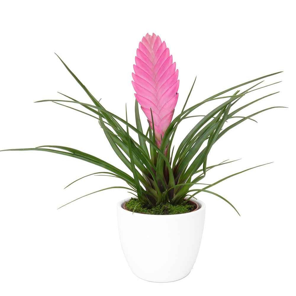 Tillandsia cyanea - Tillandsia cyanea - Kamerplanten met bloemen