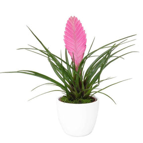 Tillandsia cyanea - Tillandsia cyanea - Kamerplanten met bloemen