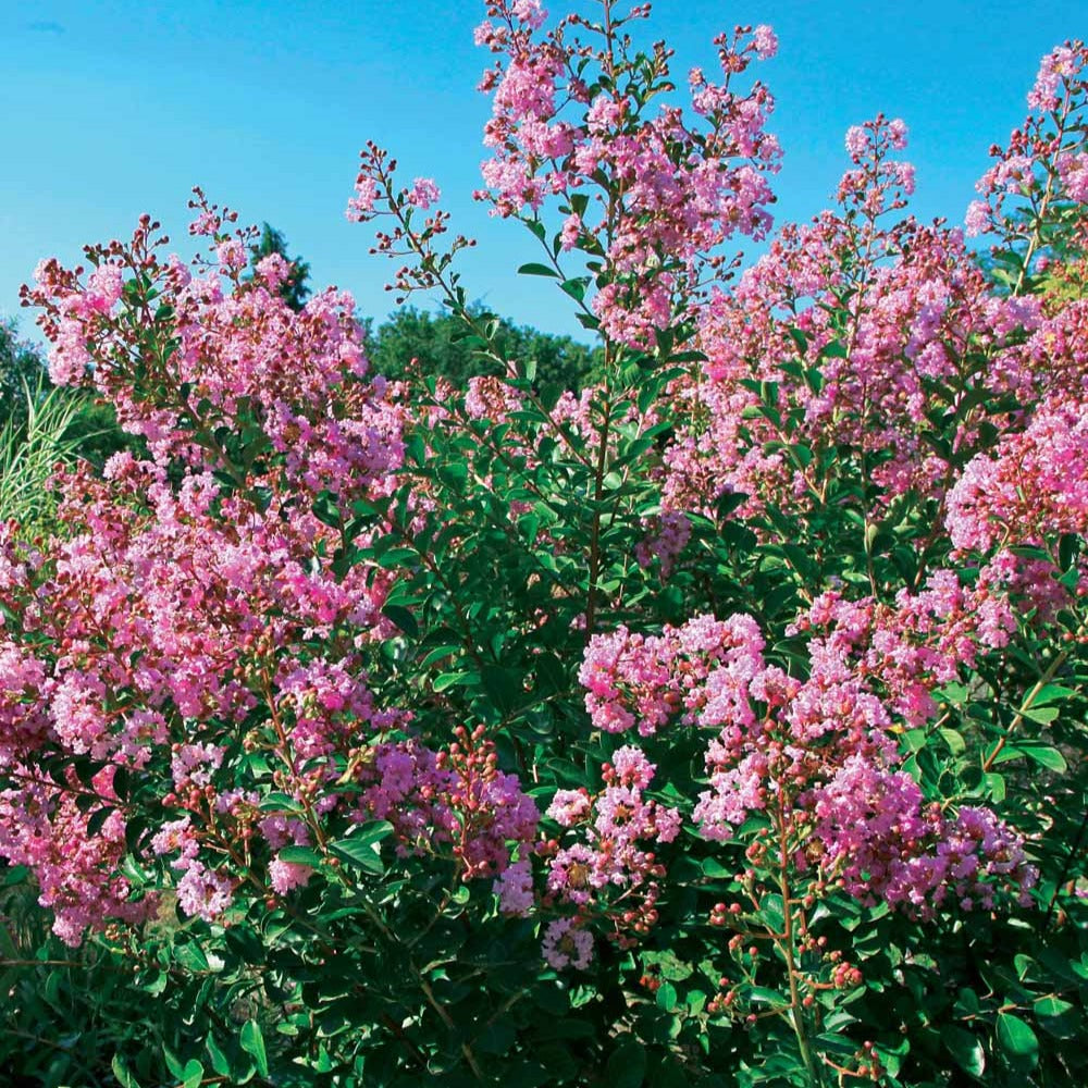 Indische sering - 'Petit Pink' - Lagerstroemia indica Petit Pink - Willemse