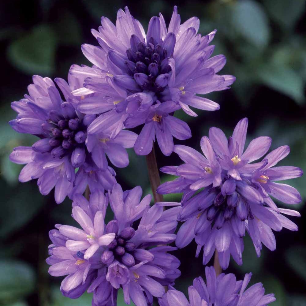 Dichelostemma - Dichelostemma congestum - Willemse