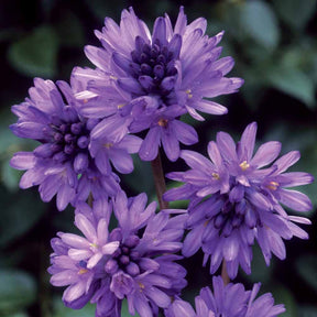 Dichelostemma - Dichelostemma congestum - Willemse