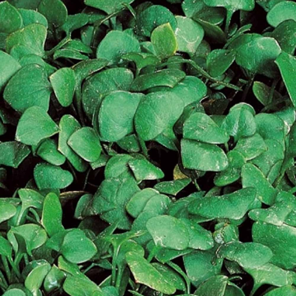 Winterpostelein - Willemse