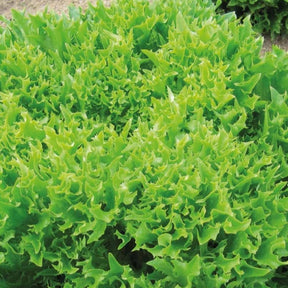 IJsbergsla Batavia Eazyleaf Skilton - Lactuca sativa Eazyleaf Skilton - Willemse
