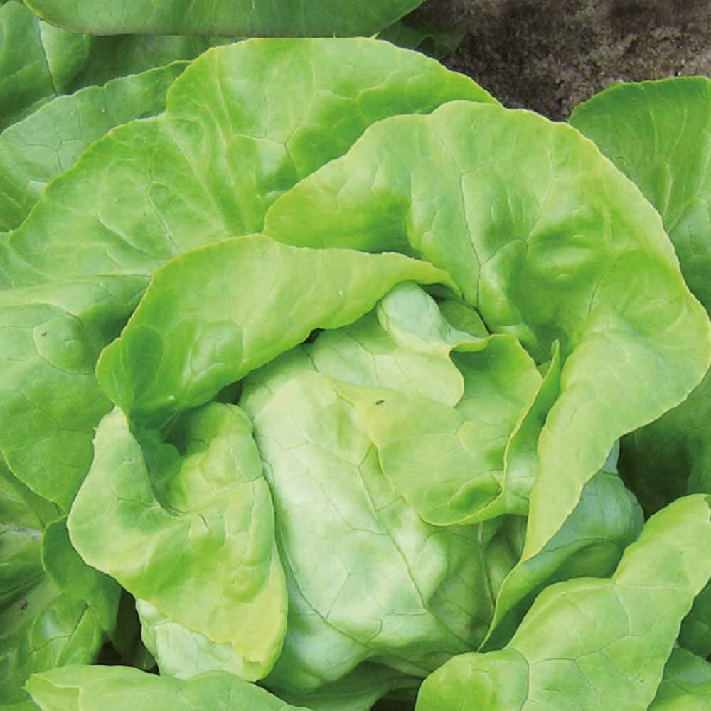 Kropsla 'Matilda' - BIO - Willemse